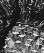 Photography #10072 from Open Edition Prints